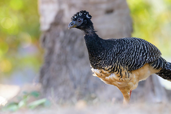 Bare-faced Curassow