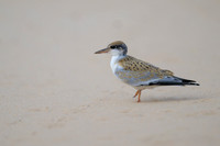 Yellow-billed Tern