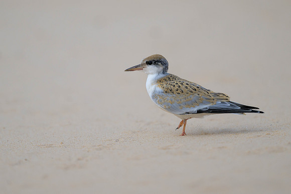 Yellow-billed Tern