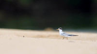 Yellow-billed Tern