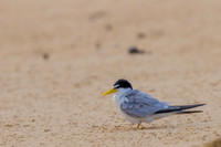 Yellow-billed Tern