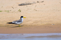 Yellow-billed Tern