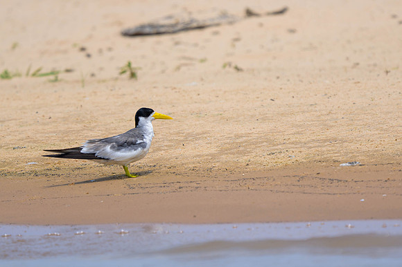 Yellow-billed Tern