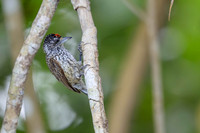 White-wedged Piculet