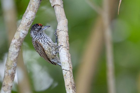 White-wedged Piculet