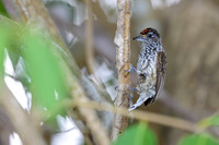 White-wedged Piculet