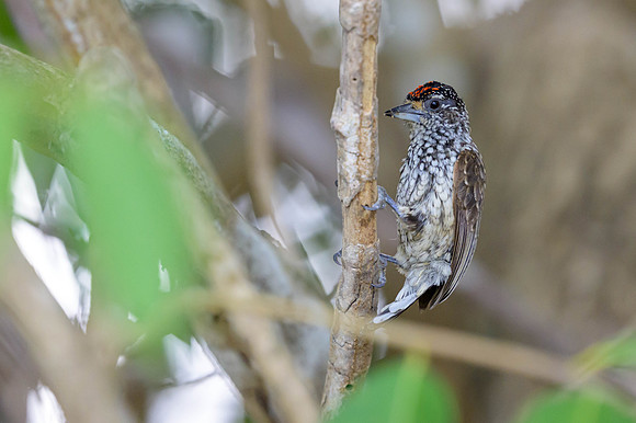 White-wedged Piculet