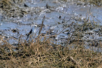 Black-backed Water-Tyrant