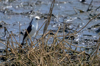 Black-backed Water-Tyrant