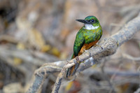 Rufous-tailed Jacamar