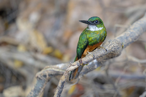 Rufous-tailed Jacamar