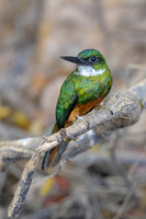 Rufous-tailed Jacamar