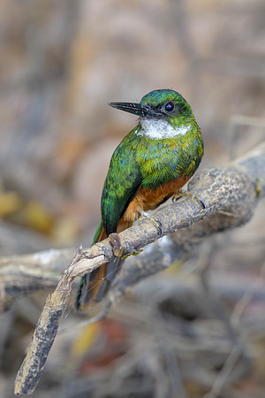 Rufous-tailed Jacamar