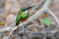 Rufous-tailed Jacamar