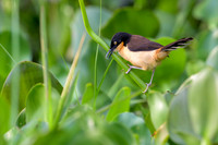 Black-capped Donacobius