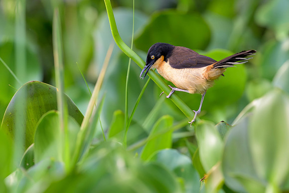 Black-capped Donacobius