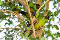 Nanday Parakeet