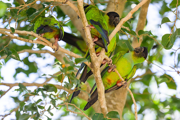 Nanday Parakeet