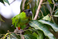 Nanday Parakeet