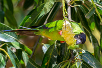 Nanday Parakeet