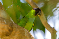 Nanday Parakeet