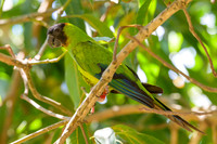 Nanday Parakeet