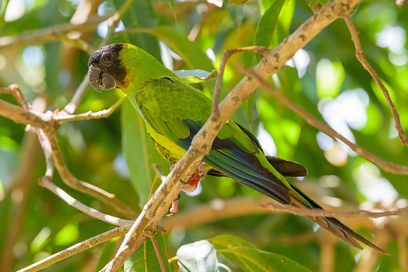 Nanday Parakeet
