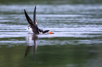 Black Skimmer