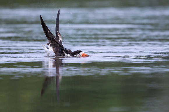 Black Skimmer