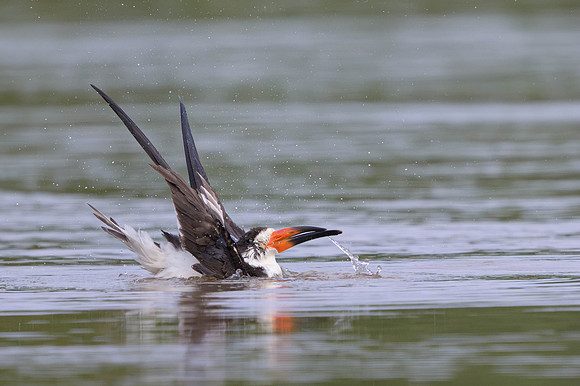 Black Skimmer