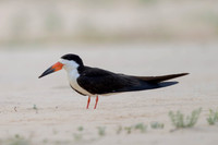 Black Skimmer