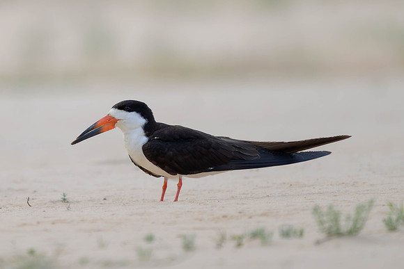 Black Skimmer