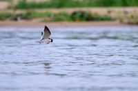 Black Skimmer