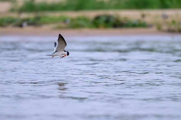 Black Skimmer