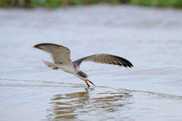 Black Skimmer