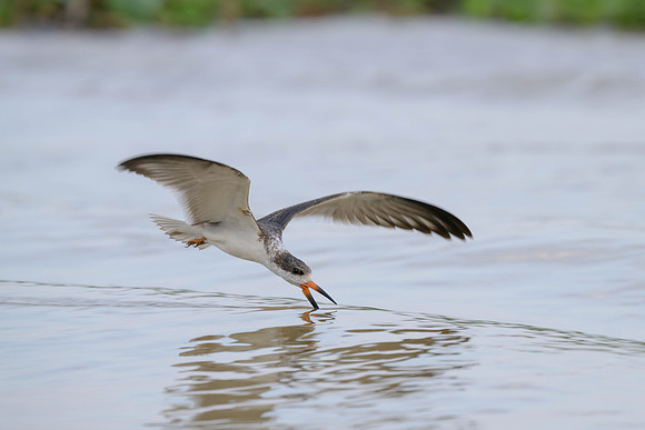 Black Skimmer