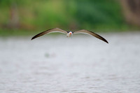 Black Skimmer