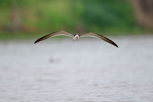 Black Skimmer