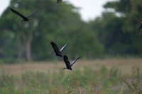 Black-bellied Whistling Duck
