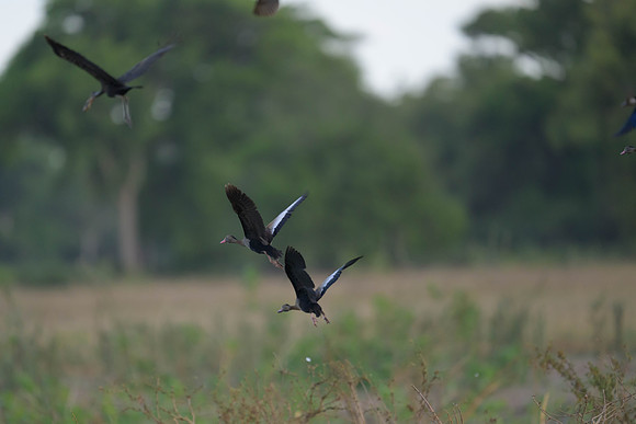 Black-bellied Whistling Duck