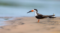 Black Skimmer