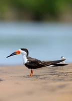 Black Skimmer