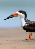 Black Skimmer
