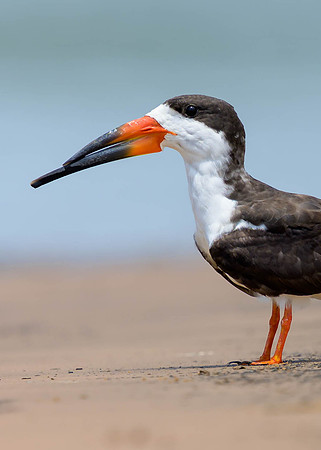 Black Skimmer