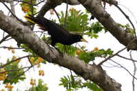 Crested Oropendola