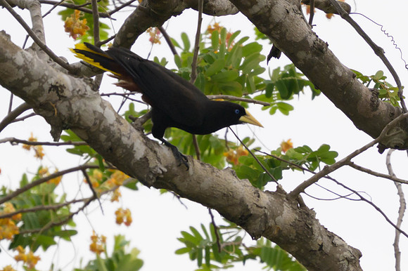 Crested Oropendola