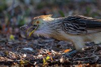 Guira Cuckoo