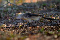 Guira Cuckoo