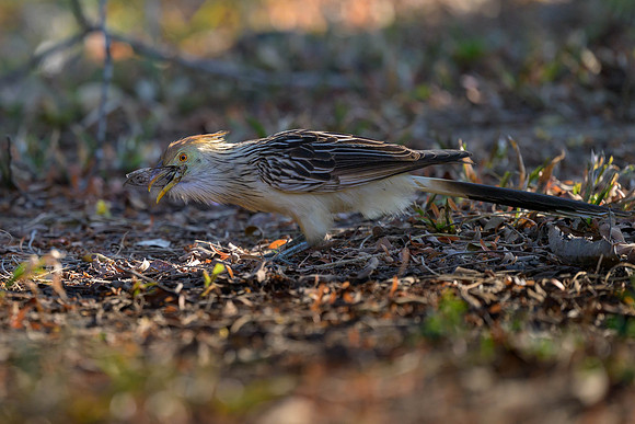 Guira Cuckoo