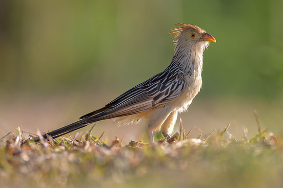 Guira Cuckoo